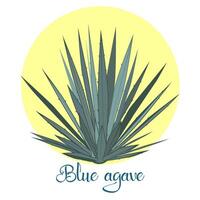 Tequila Agave or Blue Agave Plant vector