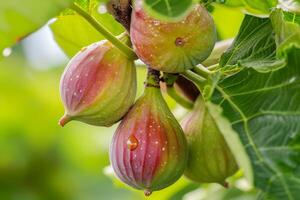 AI generated Fig, or fig tree, or common fig tree Ficus carica is a subtropical deciduous plant of the genus Ficus of the Mulberry family. Figs on a branch photo