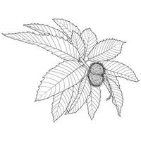 Sweet Chestnut Outline Leaves and Fruit vector