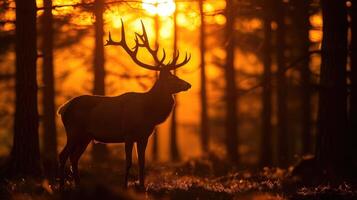 ai generado silueta de un rojo ciervo ciervo en el bosque a puesta de sol. foto