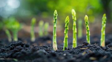 AI generated Organic farming asparagus in black soil. photo