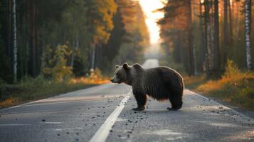 AI generated Bear standing on the road near forest at early morning or evening time. Road hazards, wildlife and transport. photo