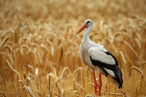 AI generated Stork on the wheat field. Ciconia ciconia. photo