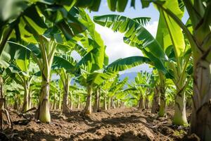 AI generated Banana tree plantation in nature with daylight. Industrial scale banana cultivation for worldwide export. photo