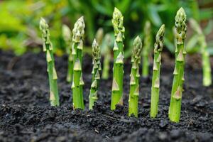 AI generated Organic farming asparagus in black soil. photo