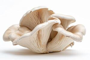 AI generated Oyster mushroom on white. photo
