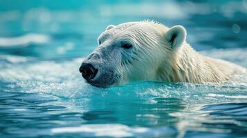 ai generado polar oso nadando en el azul ártico Oceano en un claro soleado día foto