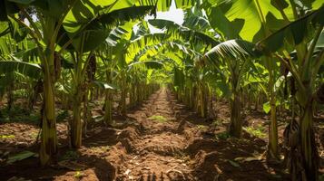 AI generated Banana tree plantation in nature with daylight. Industrial scale banana cultivation for worldwide export. photo