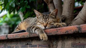 ai generado gato relajante en escalera con un árbol detrás él, en el estilo de budista Arte y arquitectura. foto