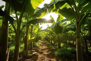 ai generado plátano árbol plantación en naturaleza con luz. industrial escala plátano cultivo para en todo el mundo exportar. foto