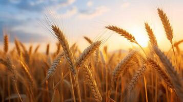 ai generado dorado trigo campo Listo para cosecha foto