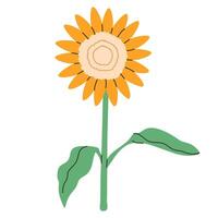 Sunflower flower with stems and leaves isolated on a white background. Cute art element. Summer plant with yellow petals drawn in doodle style.Vector illustration EPS10 vector