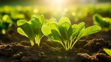 AI generated Spinach seedlings bathed in the golden glow of morning sunlight photo