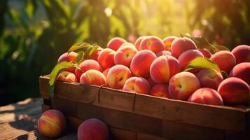 AI generated Abundant basket of flavorful nectarines photo