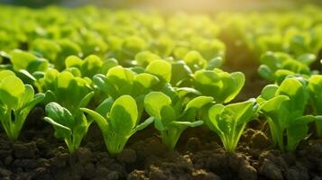 AI generated Vibrant young lettuce plants aligned photo