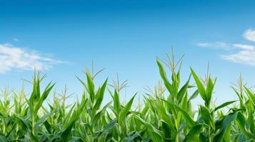 AI generated Green cornstalks aligned in orderly rows, creating a striking contrast with the blue sky photo