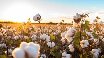 AI generated Cotton field with fluffy white bolls photo