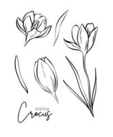 Botanical set line illustration of crocus flowers for wedding invitation and cards, logo design, web, social media and poster, template, advertisement, beauty and cosmetic industry. vector