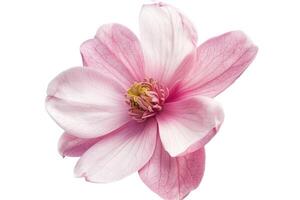 AI generated Pink magnolia flower isolated on white background photo