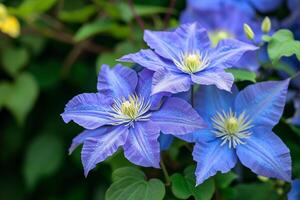 ai generado hermosa azul y grande flores de clemátide. foto