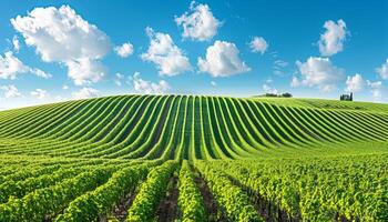 ai generado verde campo con filas de vides para cosecha foto