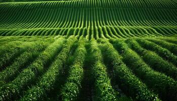 AI generated Green field with rows of vines for harvesting photo