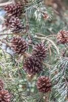 Pinecones hanging from a branch photo