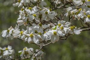 Dogwood tree in bloom closeup photo