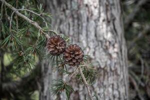 Pinecones hanging on a branch photo