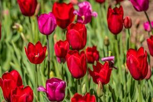 Red and magenta tulips closeup photo