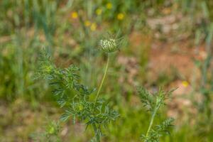 Queen anne's lace budding photo