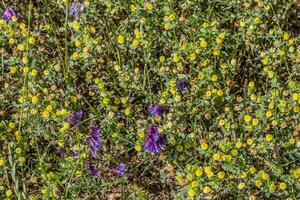 Cow vetch with yellow flowers photo