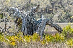 Driftwood in the salt marsh photo