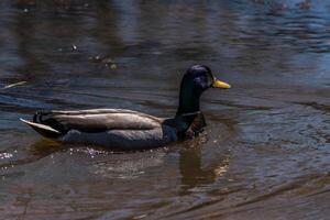 masculino pato real Pato de cerca foto