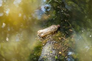 Plastic bottle polluting the wetlands closeup view photo