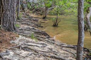 Erosion on the lake shoreline photo