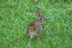 Eastern cottontail rabbit photo