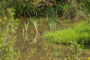 Emerging cattails in the wetlands photo