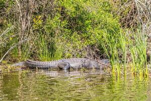 Alligator on the shoreline photo