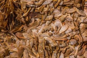 Maple tree seedlings on the ground closeup photo