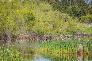 Rookery at the wetlands photo