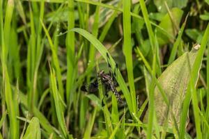 Wet dragonfly closeup photo