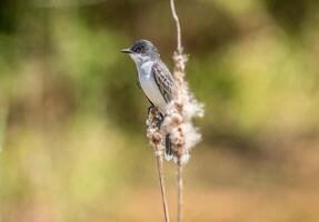 Eastern kingbird perched on a cattail photo