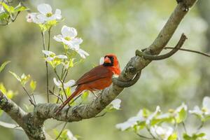 masculino cardenal en un madera del perro árbol foto