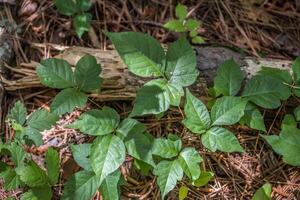 Patch of poison ivy closeup photo