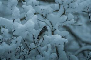 Junco on a snowy tree branch photo