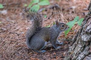 Squirrel posing in the forest photo