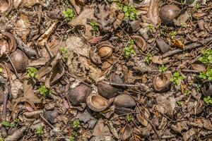 nueces y plántulas en el suelo de cerca foto