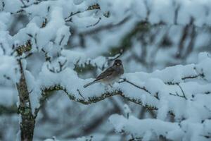 Bird on a snowy branch photo