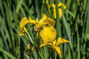 Yellow iris in full bloom closeup photo